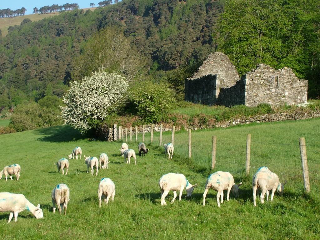 Glendalough, one of the most beautiful places in Ireland Sheep in a field beside Glendalough Cathedral graveyard - Ireland
