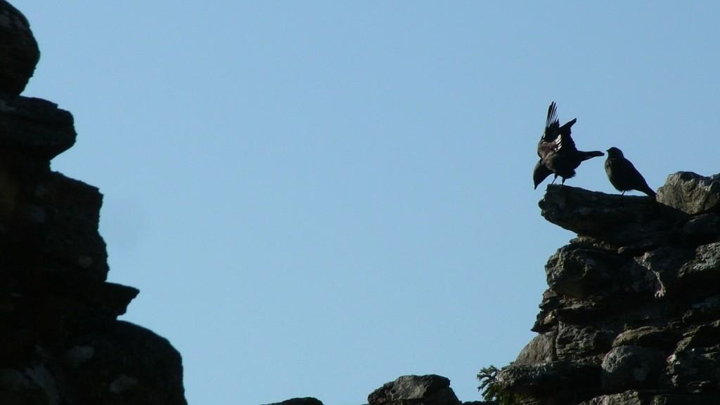 Glendalough, one of the most beautiful places in Ireland Black Crow lifts wings and calls out at Glenalough Cathedral - Ireland