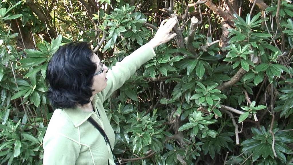 Glendalough, one of the most beautiful places in Ireland jean checks out rhodo plant at glendalough - wicklow - ireland