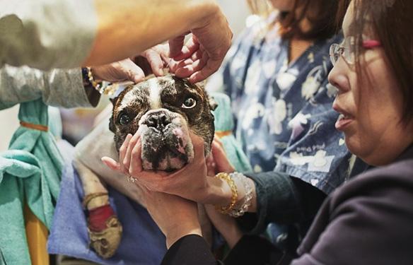 DOGS line Up to get 1,000 Year-Old Therapy in Tokyo!