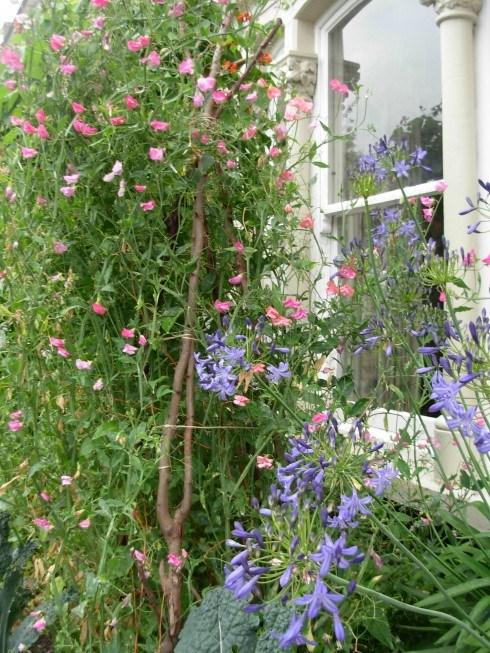Sweet peas and Agapanthus by the front door