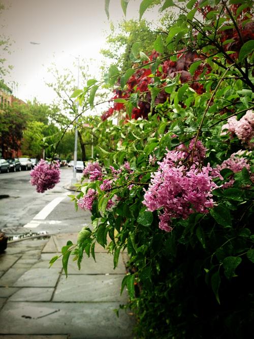 There was a point when Caleb and I looked at each other yesterday, and both started hysterically crying. He from the stress of finishing his booth for BKLYN Design by tomorrow; me from the pressure of deadlines. 

The good news is that there are lilacs blooming like they’re weeds all over Brooklyn. In the rain today, they bow.