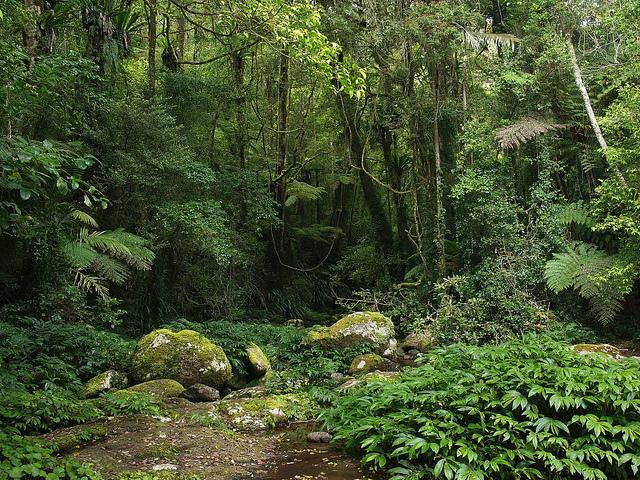 Tropical Rainforest