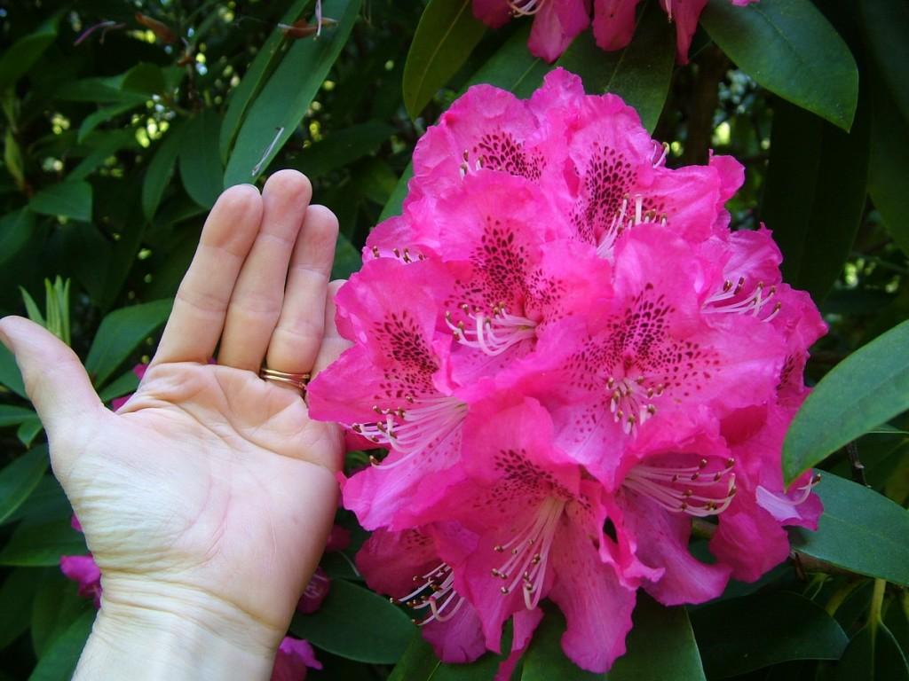 Powerscourt House and Gardens, A World Of Floral Glory – Ireland pink rhododendron - bigger then my hand - powerscourt - wicklow - ireland