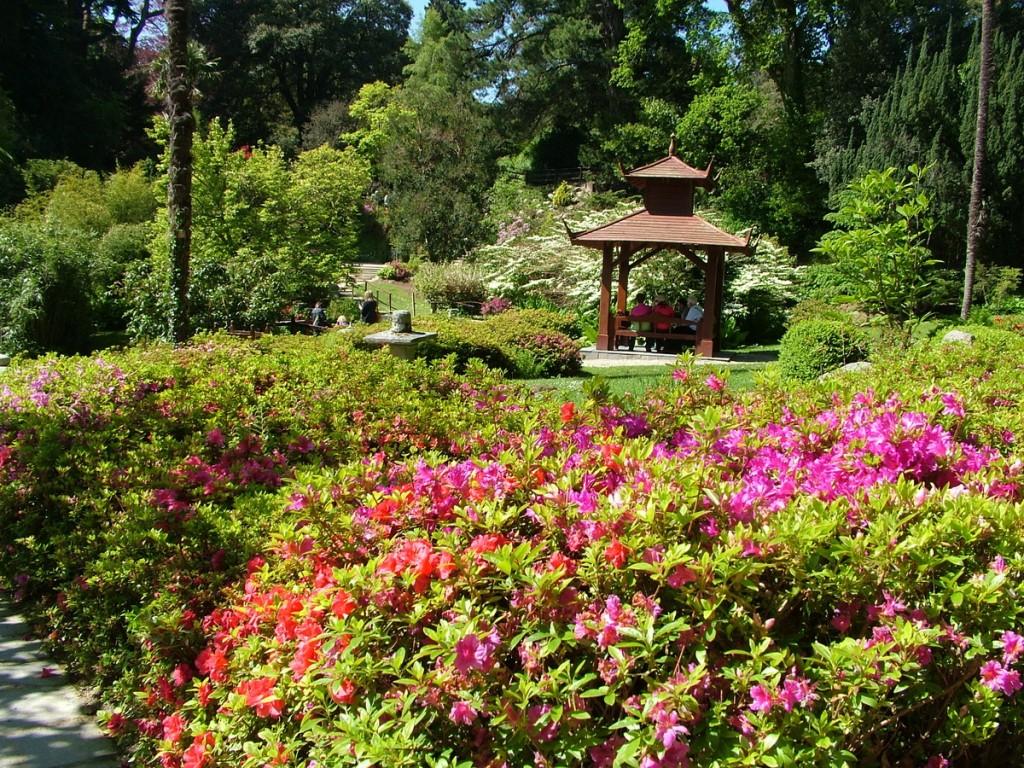 Powerscourt House and Gardens, A World Of Floral Glory – Ireland orange and pink rhododendrons - powerscourt - wicklow - ireland
