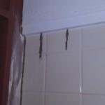 Bathrooms and Termites, why? probestpestmanagementIMAG0207