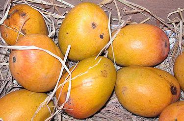Why Mango Is Good For You