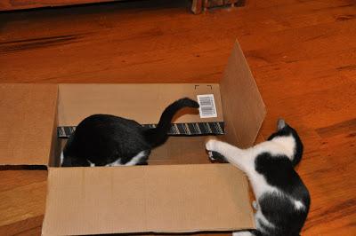 2 Kittehs + 1 Cardboard Box 2 Kittehs + 1 Cardboard Box