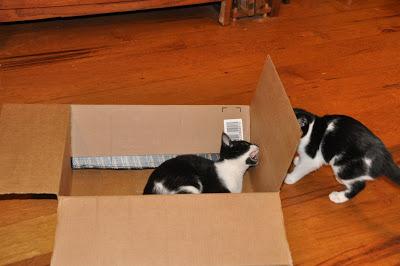 2 Kittehs + 1 Cardboard Box 2 Kittehs + 1 Cardboard Box