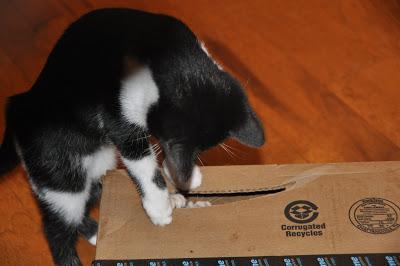 2 Kittehs + 1 Cardboard Box 2 Kittehs + 1 Cardboard Box
