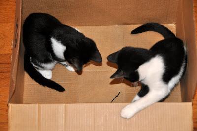2 Kittehs + 1 Cardboard Box 2 Kittehs + 1 Cardboard Box