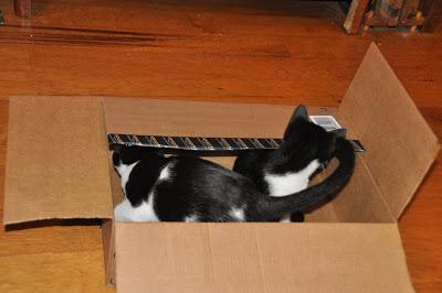 2 Kittehs + 1 Cardboard Box 2 Kittehs + 1 Cardboard Box