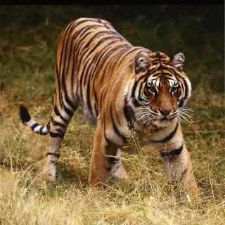 India Tiger Conservation Holiday