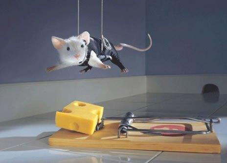 most-intelligent-animal-smart-mouse