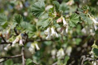 Ribes cereum var cereum Flower (21/04/2013, Kew Gardens, London)