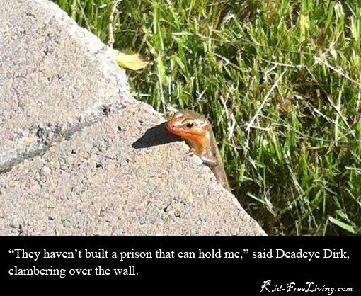 Thoughtful Skink skink