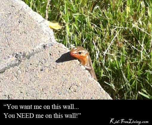 Thoughtful Skink skink