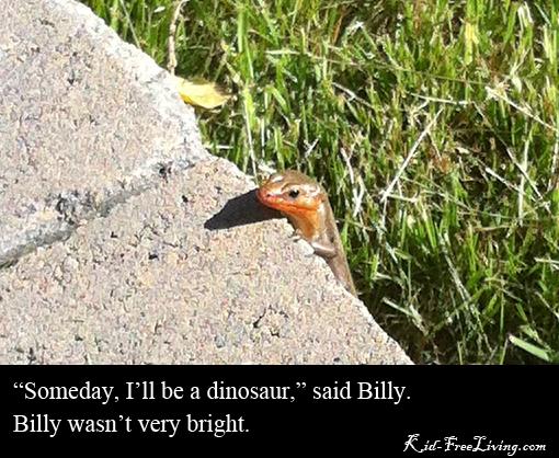 Thoughtful Skink skink