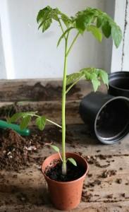 Growing tomatoes from seed