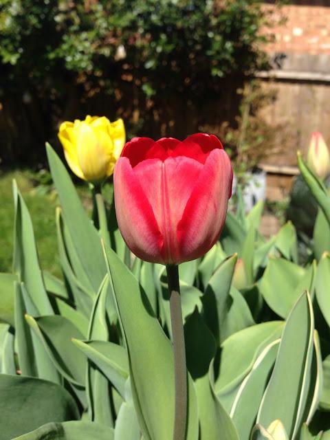 Tulips on parade and under review