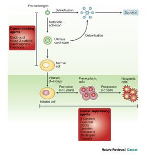 cancer suppressing phytochemicals diagram