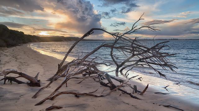 tree on beach cleeland bight phillip island