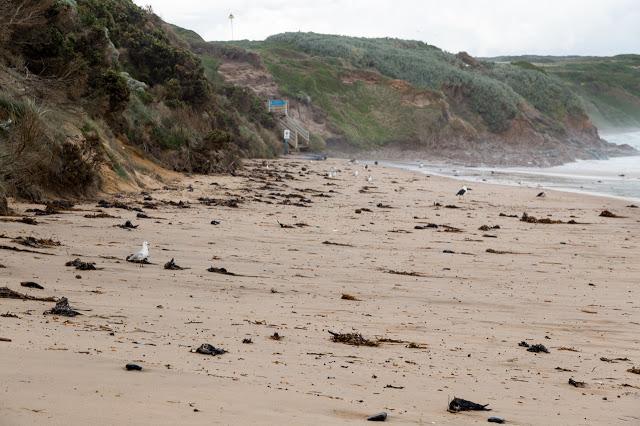 numerous dead short tailed shearwater birds on beach