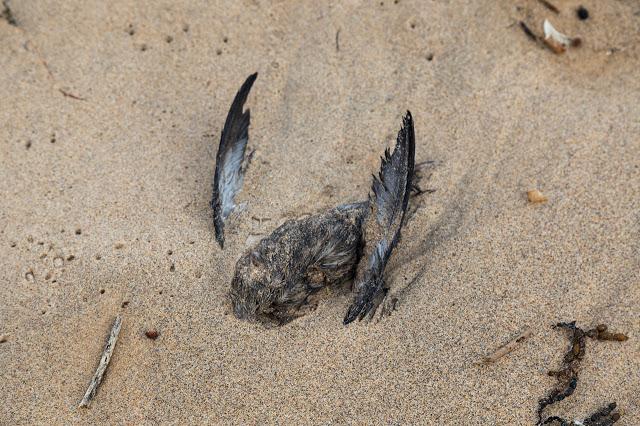dead short tailed shearwater bird on beach