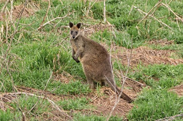 wallaby at cape woolamai phillip island