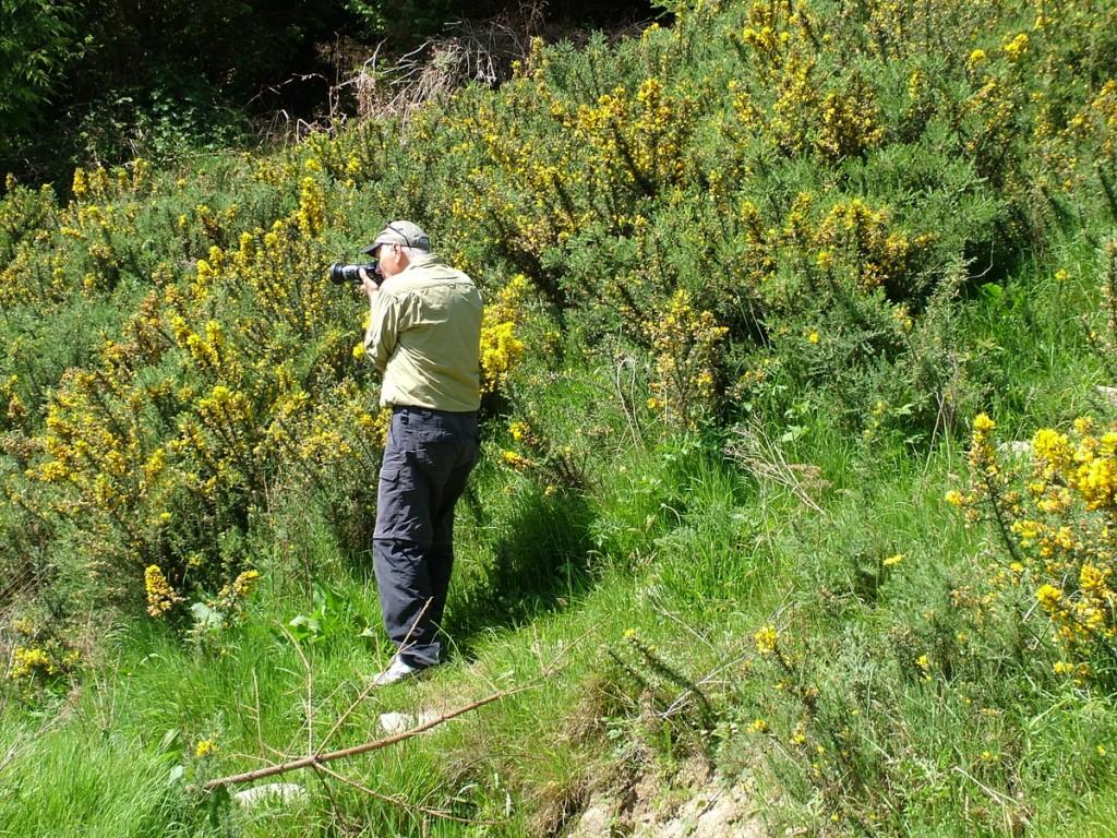 Driving the Intriguing Backroads of Wicklow County – Ireland Bob films Gorse growing near hiking trail - Lackandarragh Lower - Wicklow - Ireland