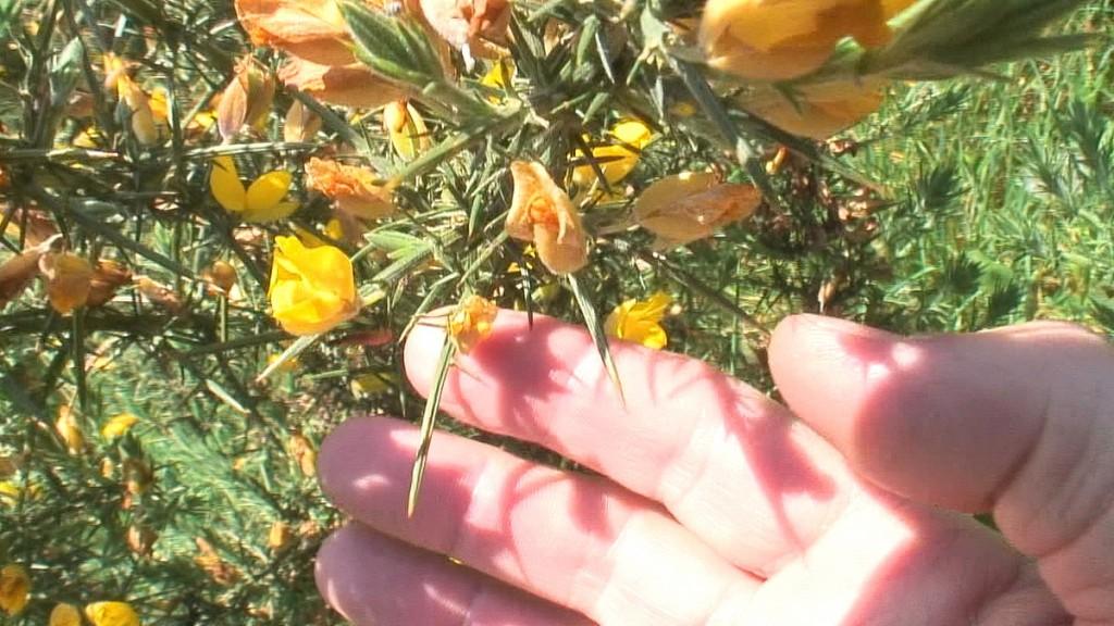Driving the Intriguing Backroads of Wicklow County – Ireland Gorse flowers and thorns - Lackandarragh Lower - Wicklow - Ireland