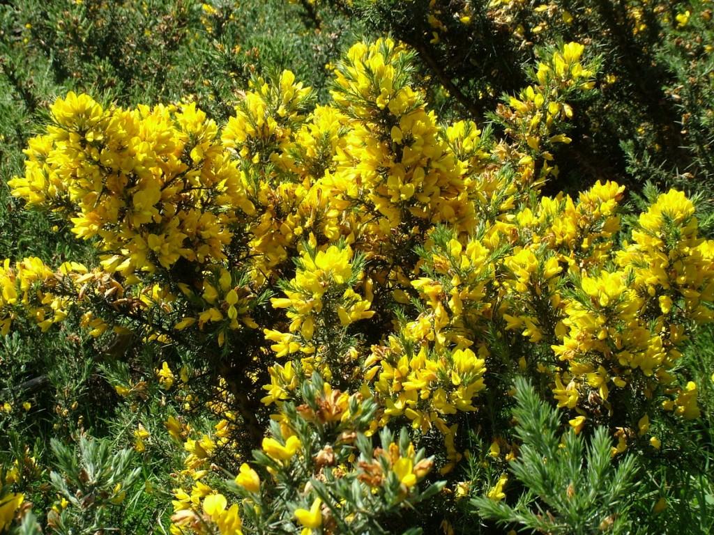 Driving the Intriguing Backroads of Wicklow County – Ireland Gorse growing near Lackandarragh Lower - Wicklow - Ireland