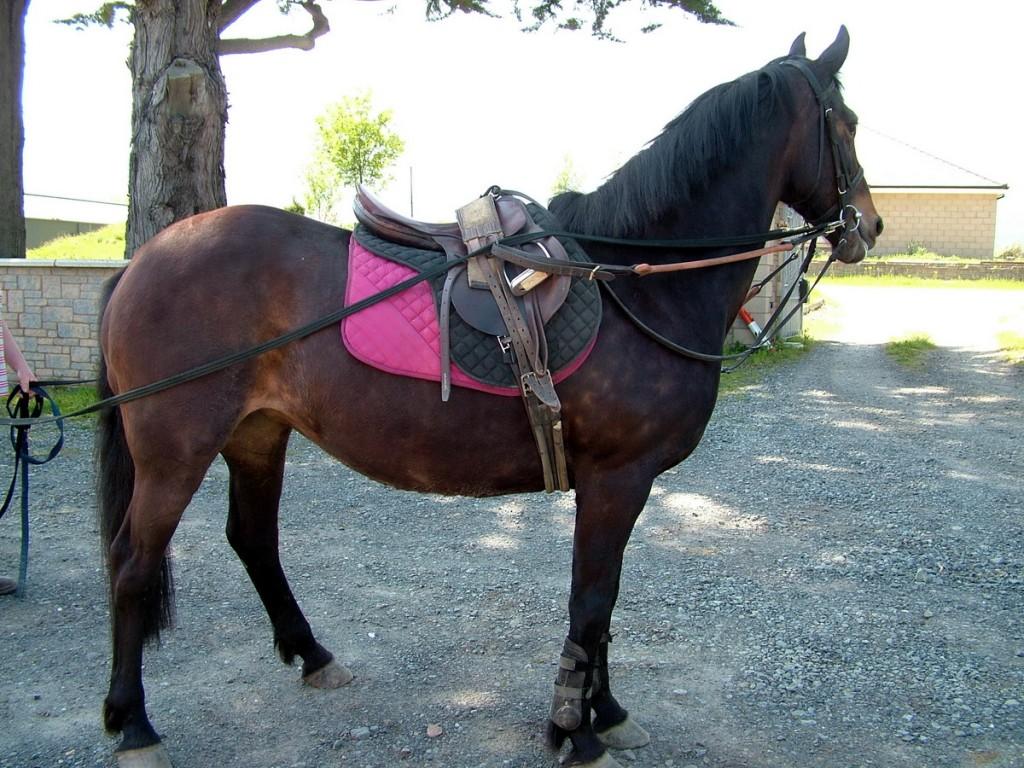 Driving the Intriguing Backroads of Wicklow County – Ireland Irish stallion - Onagh Farm - Enniskerry - Wicklow - Ireland