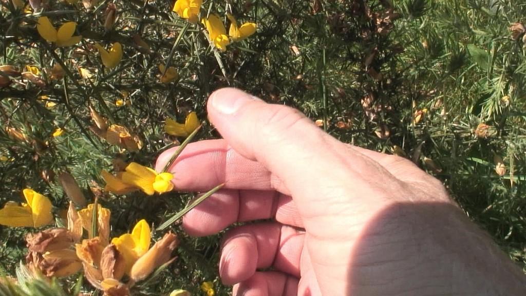 Driving the Intriguing Backroads of Wicklow County – Ireland yellow gorse plant thorns - enniskerry - wicklow - ireland