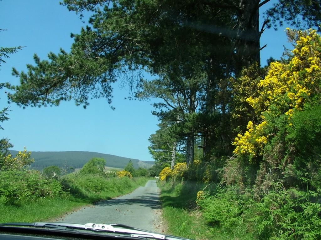 Driving the Intriguing Backroads of Wicklow County – Ireland Gorse growing along road - Lackandarragh Lower - Wicklow - Ireland