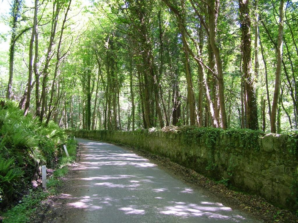 Driving the Intriguing Backroads of Wicklow County – Ireland country road with stone wall - near Oonagh Bridge - Enniskerry - Wicklow - Ireland