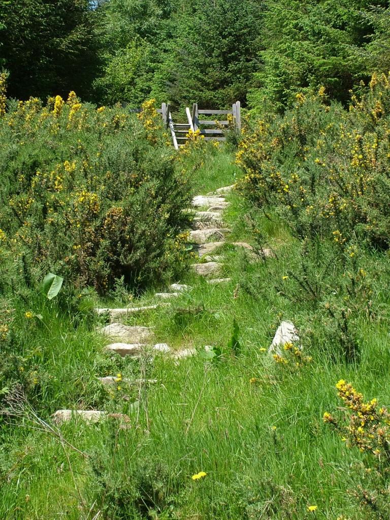 Driving the Intriguing Backroads of Wicklow County – Ireland Gorse growing near hiking trail - Lackandarragh Lower - Wicklow - Ireland