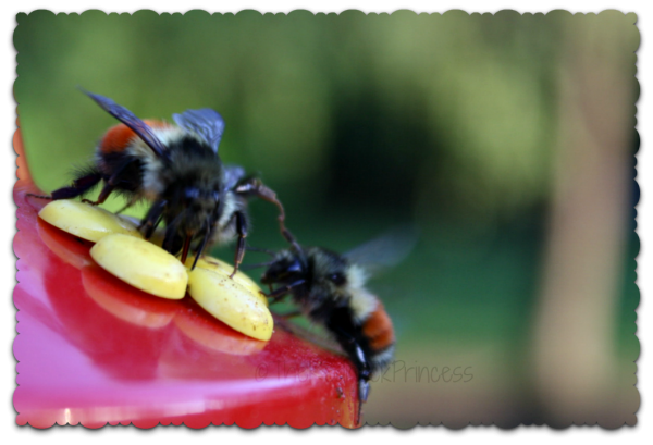 Bees in bird feeder