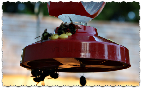 bee at bird feeder