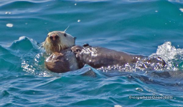 Big Sur Partington Cove Sea Otter
