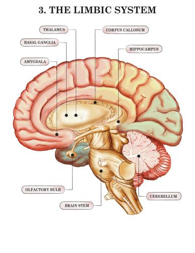 PTSD: Blame Your Hippocampus/Amygdala Complex - Paperblog