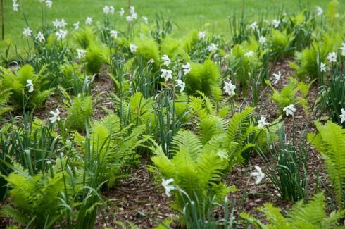 Ferns and Narcisus poeticus at the Inner Temple garden