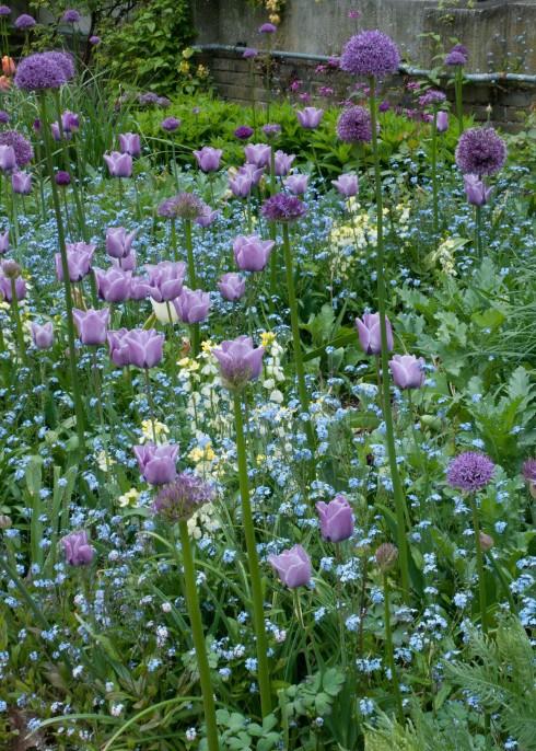 Tulips and alliums at the Inner Temple Garden