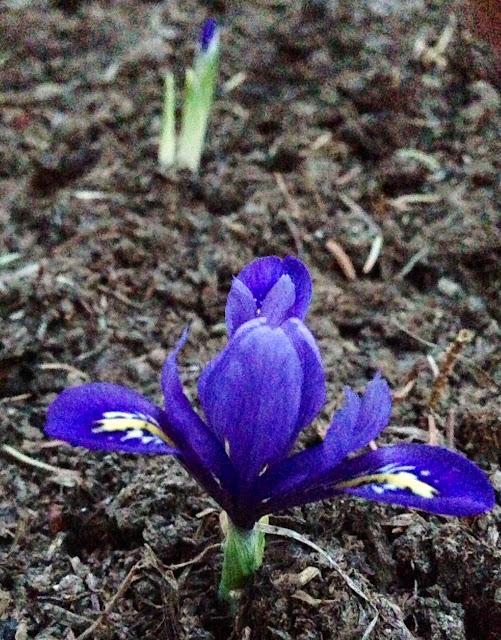 MOVING DAY II - iris in bloom