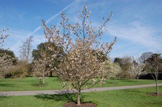 Prunus 'Matsumae' (21/04/2013, Kew Gardens, London)