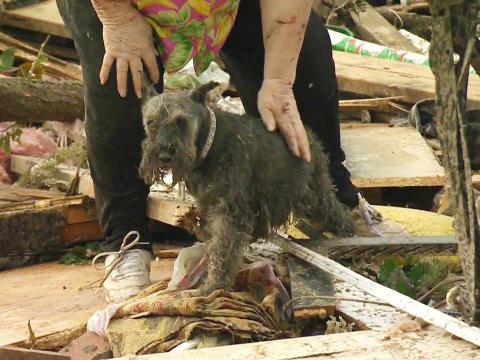 Schnauzer Climbs Out Of Rubble In Oklahoma City To Represent The Fight For Survival Amid Tragedy