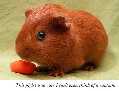 Having a Bad day? Take a look at some cute guinea pigs!