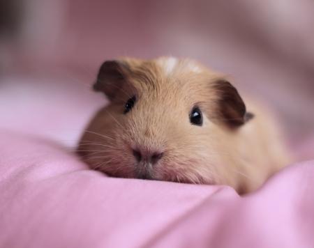Having a Bad day? Take a look at some cute guinea pigs!