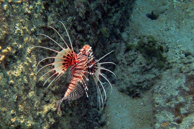 Spotted lionfish