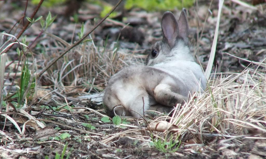 White and gray rabbit  - tail and back  -  Milliken Park - Toronto -  Ontario
